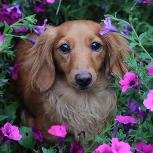 ESTORNUDOS en PERROS y GATOS