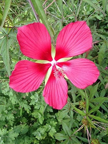 Dichondra 20 semillas gigantes de flores de hibisco rojo Texas Star