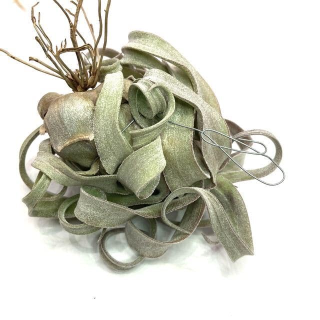 Amazon｜(現品) チランジア 'レッドロビン' (No.21976) (エアー