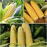150-NOTSWOH-Sweet Corn Seeds for Planting-Plant a Home Vegetable Garden