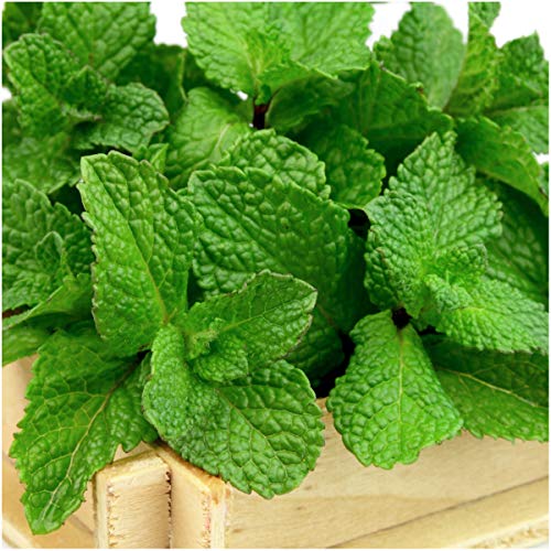 Seed Needs, Spearmint Herb Seeds For Planting (Mentha Spicata) Twin Pack Of 1,000 Seeds Each Non-Gmo/Untreated #TOP3