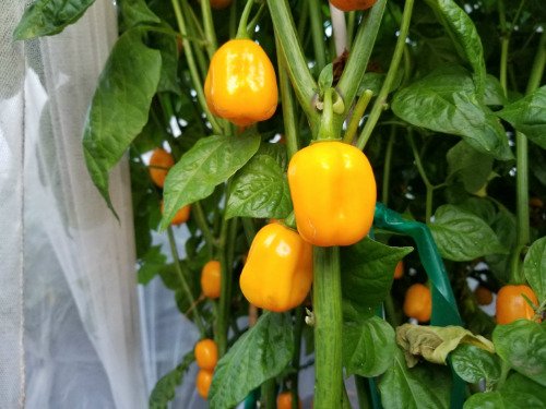 Aji Dulce Amarillo, semillas de pimienta, ají amarillo Dulce (C.chinense) de Venezuela.