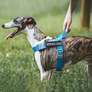 Service dog harness no pull dog harness with handle adjustable velcro patches service dog in training do not pet easy control for small medium large breed outdoor walking hiking blue l   cucciolini doodles