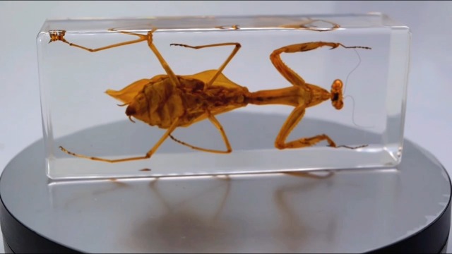Image of 4.3 inch Real Praying Mantis in Crystal Clear Lucite Resin Crafts Specimen Real Preserved Various Animal Insect Bug Taxidermy Collection for Biology Science Education & Desk Ornament Display