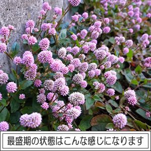 Amazon.co.jp: ☆宿根草 【 ポリゴナム (ヒメツルソバ) 】 1株 : DIY 