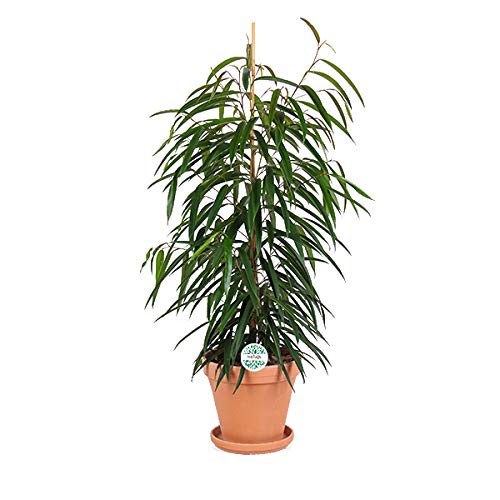 adenium obesum bonsai Adenium Bonsai Tree Seeds - 15 Pack - Blooming Desert Rose main image 1