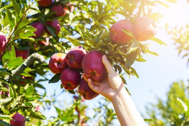 Image of Grafted Sweet Apple Plant (HRMN-99) / Live apple plant specially bred for hot climates /hot weather- 1 healthy seb tree with polybag