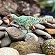 Safari Ltd Albertosaurus 25cm Dinosaurierfigur | Ungiftig & BPA-frei | Für Kinder ab 3 Jahren geeignet
