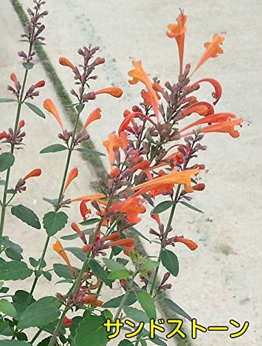 Amazon Co Jp 清々しい香り アガスターシェ アリゾナシリーズ 1株 サンドストーン オレンジ 耐寒性多年草 宿根草 花苗 ガーデニング 寄せ植えなどに Diy 工具 ガーデン