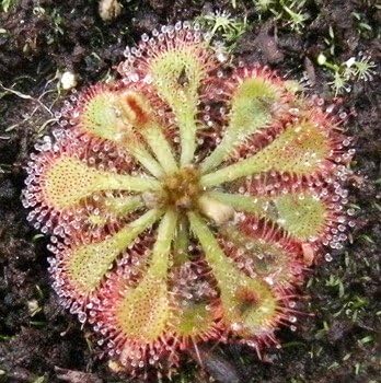 Spoonleaf Sundew - Drosera spatulata - Carnivorous Plant 3" Pot