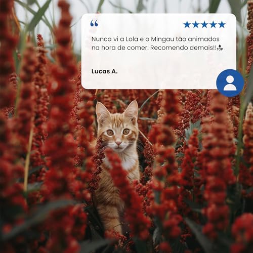 Farmina N&D Quinoa Pele e Pelo úmida para Gatos Adultos de Todas as Raças Sabor Quinoa, Coco e Arenq