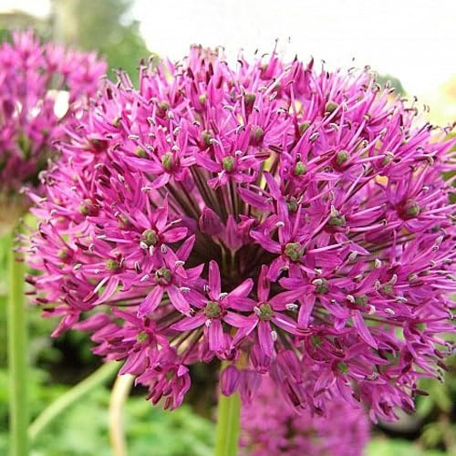 Plant World Seeds - Allium Hollandicum 'Purple Sensation' Seeds (Perennial Flower Seeds)