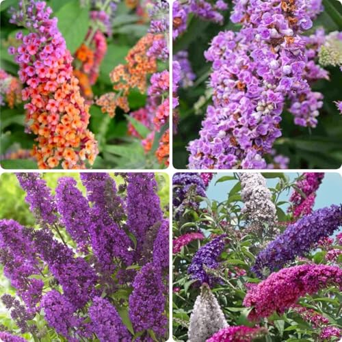 300 PCS Butterfly Bush Seeds (Buddleja) Perennial Flower Shrub Seeds Fragrant Blooms for Outdoor Garden Planting