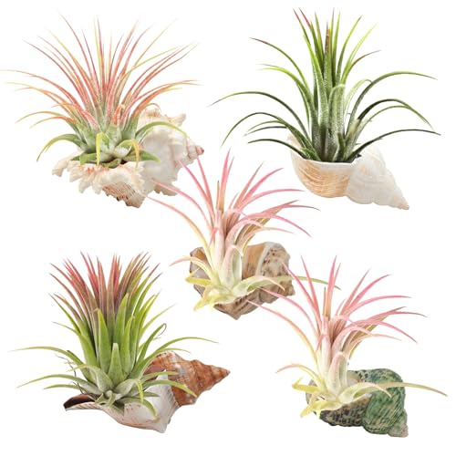WOOPSOO 5 Pack Conch Sea Shell Air Plant Holder Natural Conch Plant Pots Holder Decorative Cute Tillandsia Succulent Display Container Table Centerpiece for Home Garden Decoration