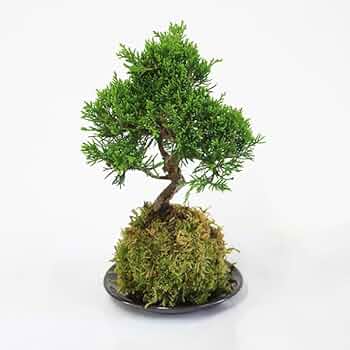 51ilbAVSviL._AC_UF350,