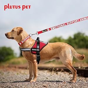 Plutus pet support animal collarprinted in large letters on nylon webbingprevents accidents by warning others of your dog in advancetwo colorsfour sizesneck 8 12 inchextra smallred   cucciolini doodles