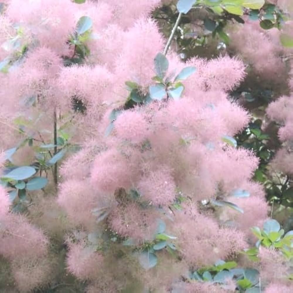 スモークツリー・ピンクパール1Pot 落葉低木〜小高木 13.5cmVP