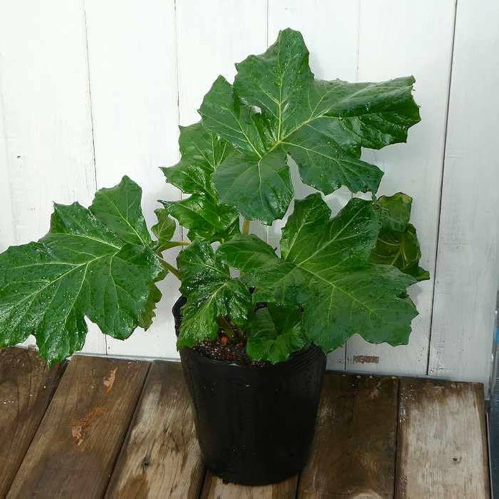 矮性アカンサス Amazon.co.jp: アカンサス モリス 苗 5号 日陰向き カラーリーフ