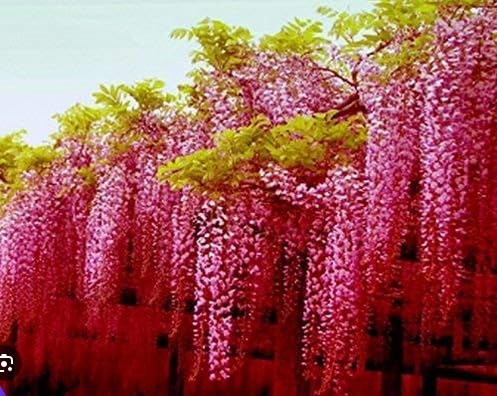 pink wisteria plant seeds (B0D454PCQ4) Amazon Price History, Amazon Price Tracker