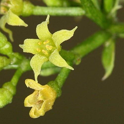 Miniatura 5 de Madder (Rubia tinctorum) - Cultiva ahora o almacena para futuras plantaciones - Cápsula de 10 semillas