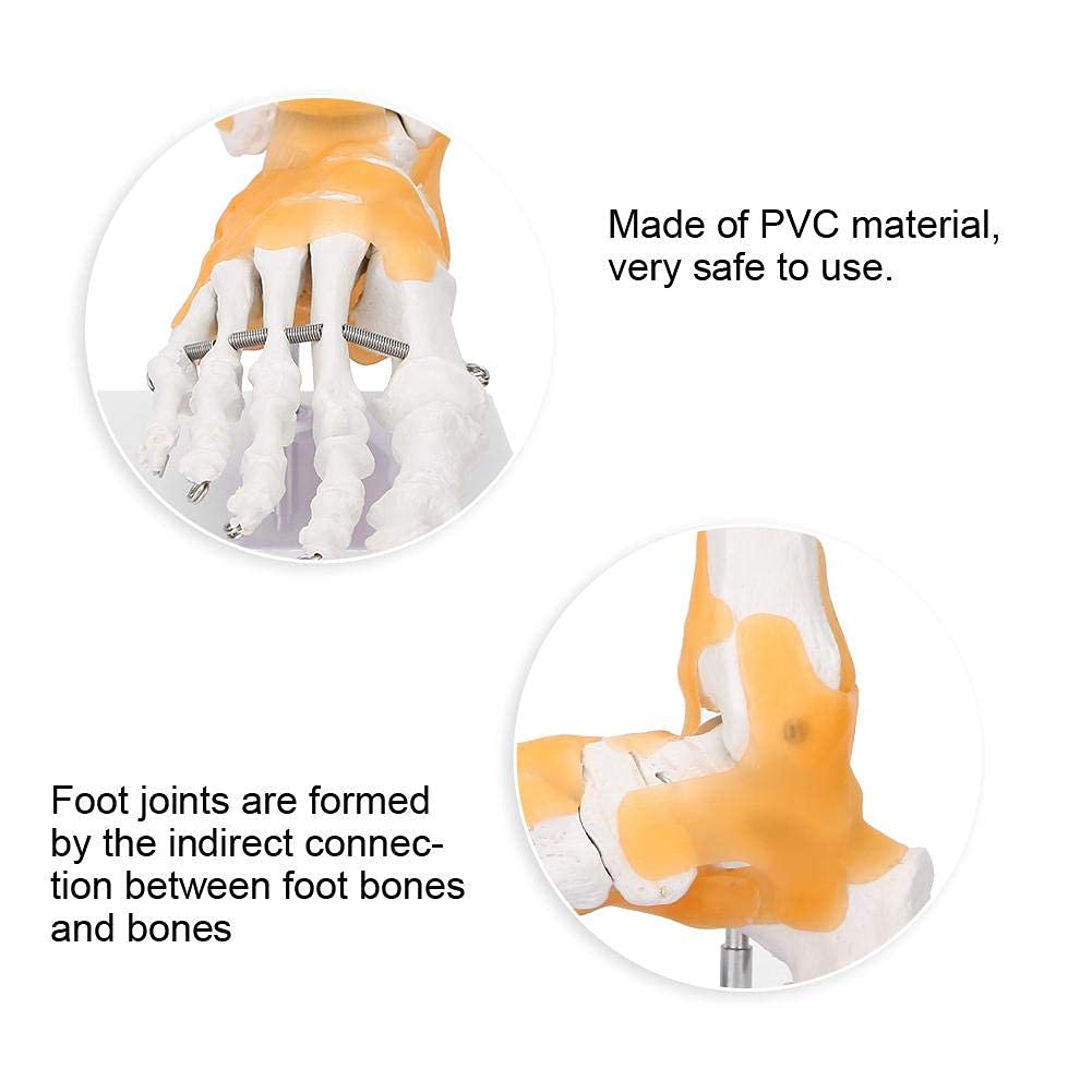 Yctze Modèle Anatomique de Joint de Pied de modèle de Pied, modèle Anatomique commun commun de Cheville de Pied de Ligament de Squelette Humain Adulte