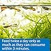 API TROPICAL GREENS FLAKES Tropical Fish Greens Flakes Fish Food 2.1-Ounce Container