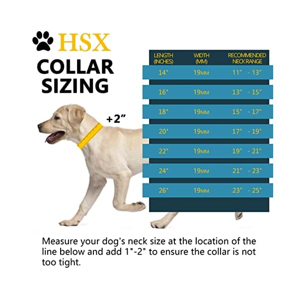 Chain-Dog-Collars-for-Medium-Large-Dogs-Heavy-Duty-19MM-Gold-Cuban-Link-Dog-Collar-Chew-Proof-with-Customized-ID-Tag-18 Stylish and Durable Gold Cuban Link Dog Collars - Customizable