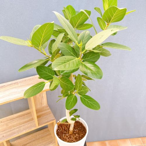 tBJX S̖ xKVX 2 Ȃ CeA ϗtA