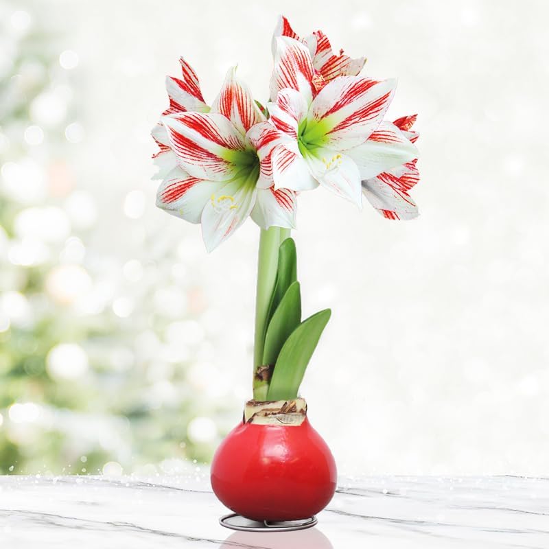 Candy Cane Amoice Waxed Amaryllis Flower Bulb with Stand