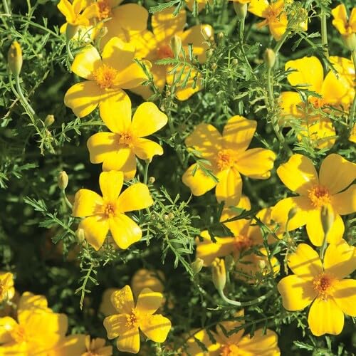 100pcs Yellow Tagetes Lemmonii Flower Seeds
