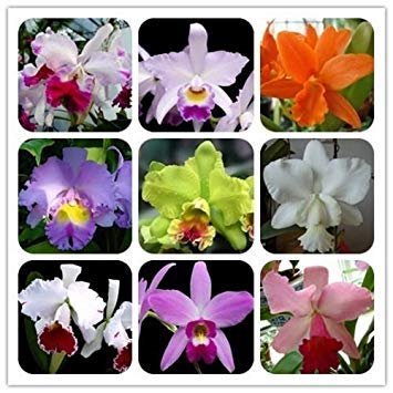 Nuovo di zecca! 30 Orchids Semi Cattleya Hybrida di Fiori, semi famoso Fiori Orchidee di Speranza