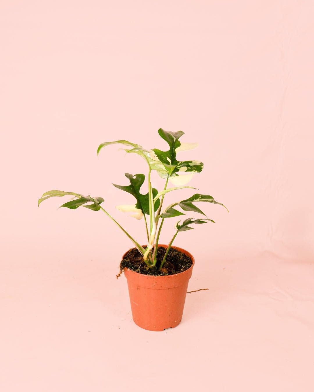 PUR PLANT Monstera Minima Variegada (Rhaphidophora tetrasperma Variegata) | Planta natural de interior premium y tropical | Hojas variegadas únicas | Maceta de Ø12 cm