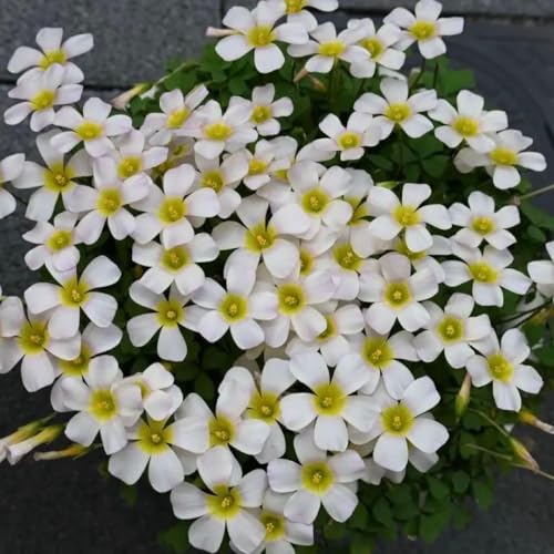 �I�L�U���X �I�u�c�[�T ���� ���`�A15��oxalis obtusa