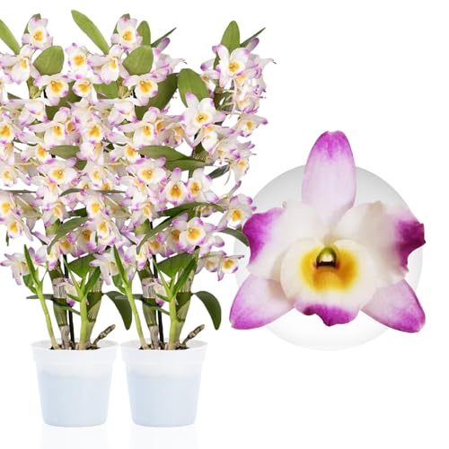 Orchideen Echte Pflanzen - Bambus Dendrobium Nobile Pink Passion - 2 große Zimmerpflanzen aus Holland - 30-40 cm hoch - mit Blüten und Duftend (Nicht künstlich, ohne Dünger und Topf, kein Samen)