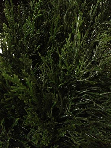 Silk Tree Warehouse Company Inc One 10 Foot Outdoor Artificial Italian Cedar Cypress Topiary Tree Potted UV Rated (10 Foot)