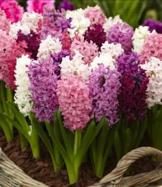 Carbeth Plants - 15 x Hyacinth Spring Bulbs Pretty in Pink Mix