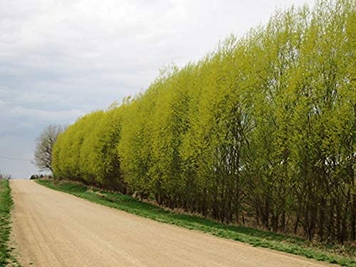 100+ Thin Hybrid Willow Tree Cuttings