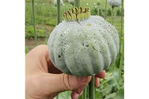 QAUZUY GARDEN 300 Mammoth Poppy Seeds (Papaver Somniferum): Showy Perennial Poppy Flower...