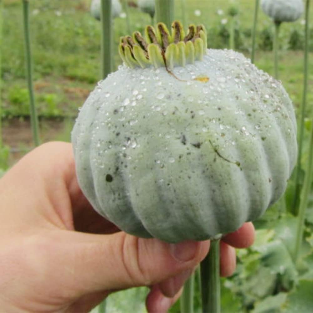 300 Mammoth Poppy Seeds (Papaver Somniferum) Biggest Poppy to Grow - Showy Perennial Poppy Flower for Planting Home Garden Outdoor