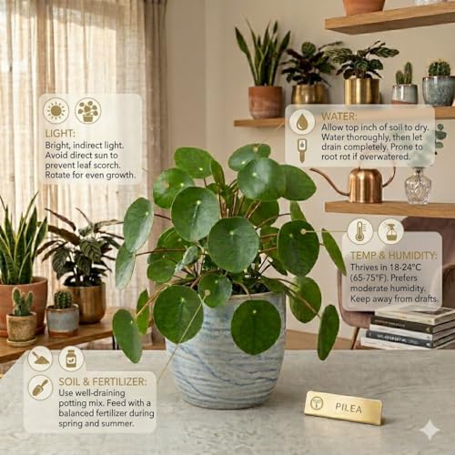 Image of Live Chinese Money Plant (Pilea Peperomioides) Indoor Lucky Plant in Pot | Round Coin-Shaped Leaves | Air Purifying & Low Maintenance Decorative Plant for Home, Office & Balcony