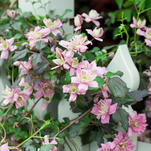 YouGarden Clematis Montana Broughton Star 1 x 9cm Pot but it is showing as You Garden - 1 x Clematis Montana Majorie in a 9cm Pot