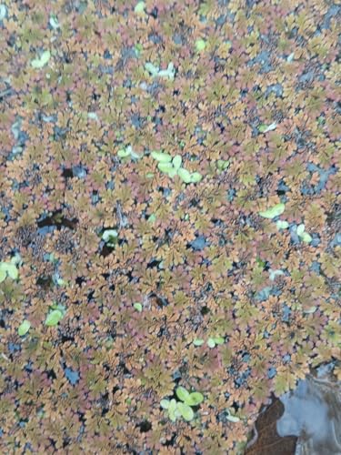Live Aquatic Plants - Azolla Filiculoides Freshwater with Duckweed Mix for Koi Ponds Aquariums - Approx. 200 Mixed Plants
