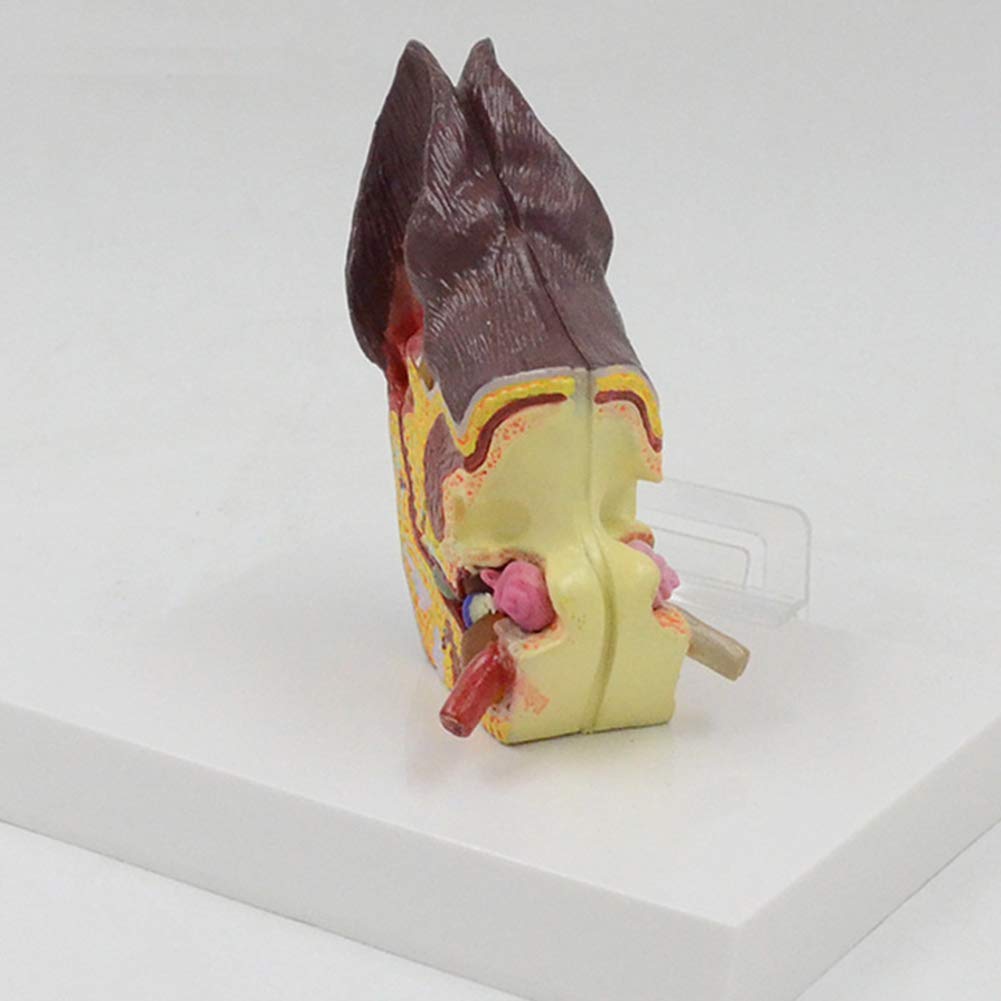 Anatomía de la Oreja de Perro Modelo de Equipo Veterinario Familiar