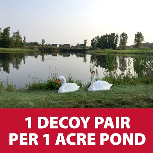 The Pond Guy Floating Swan Decoy Pair, Realistic Swimming Sculpture, Deterrent for Geese, Ducks, & Wild Birds, for Pond, Lake, & Pool Use, Anchor with Weights or Lawn Decoration, 1 Pair