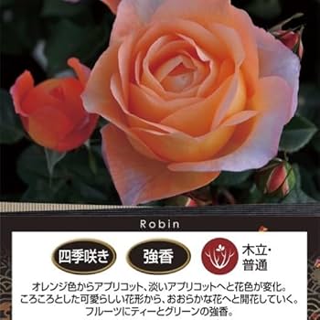 Amazon.co.jp: ロビン 6号鉢 秋開花株 鉢植え バラ 薔薇 ロサ