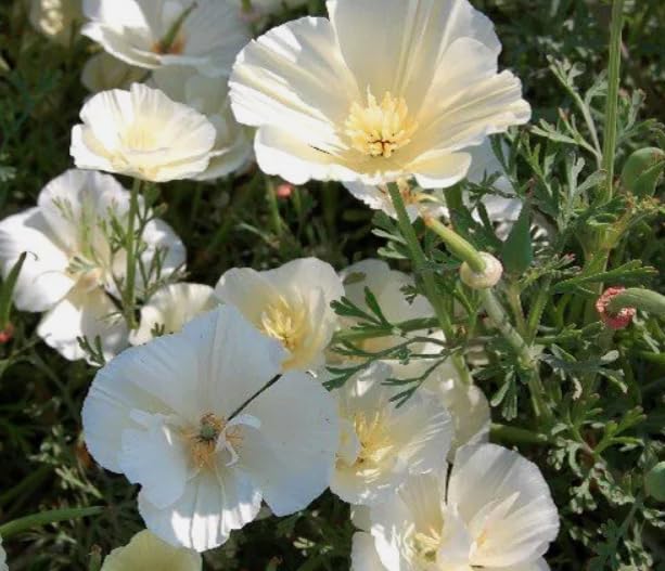 1 Pack of 1000 SEEEDS California Poppy White Cream - Eschscholzia californica Alba