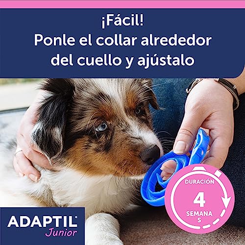 Adaptil Junior - Antistress für Welpen - Anpassung an Zuhause, Lernen, Bildung, Lloros, allein stehend - Halsband für Welpen