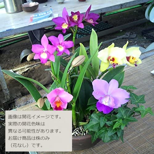 Amazon | 【花なし株のみ販売】JJPRO-HOME 蘭 ミニカトレア 3種