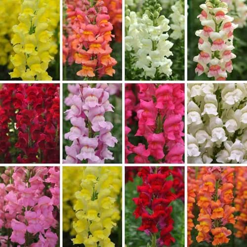 5000+ Mix Snapdragon Flower Seeds for Planting Beautiful Flowers to Plant in Your Garden Non-GMO Heirloom Snapdragon Seeds