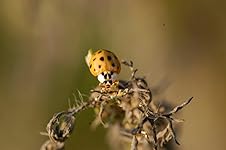 Review Image by Zane Latona Zane Latona